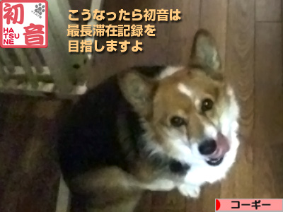 blogmura_corgi2.jpg